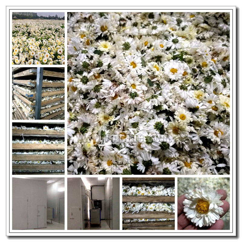 安徽亳州杭白菊烘干机