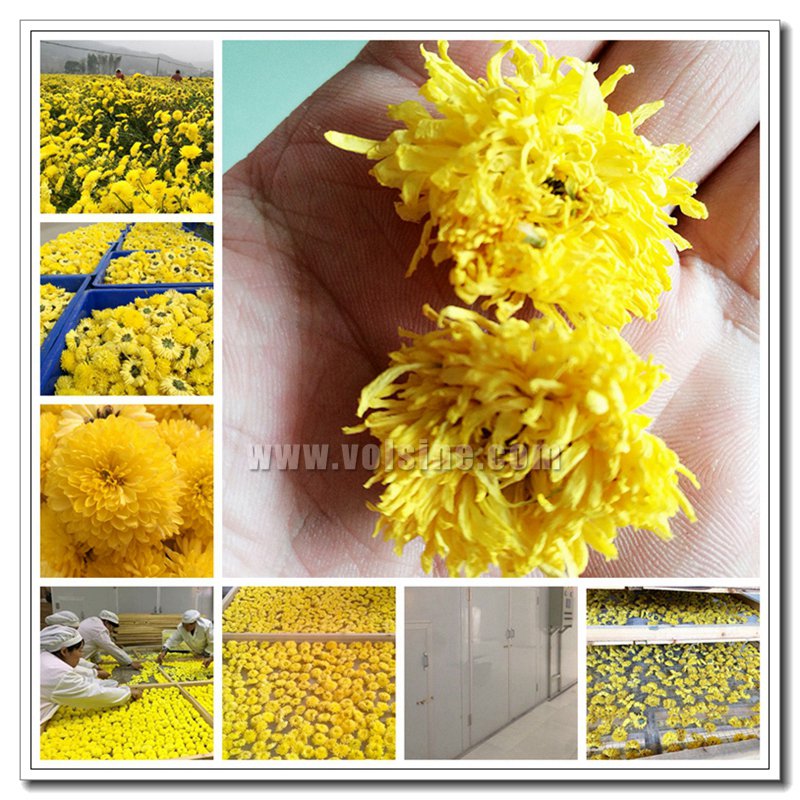 江西婺源皇菊烘干机