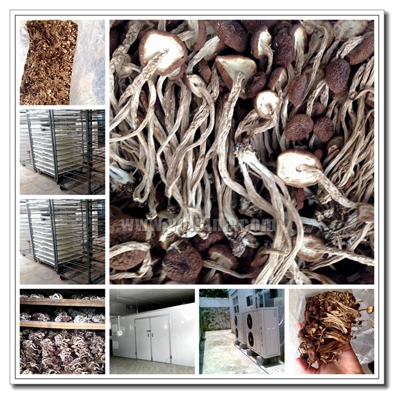 湖北随州茶树菇烘干房